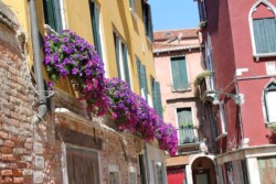flowering plants on house balconies